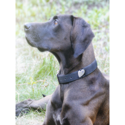 Halsband-Schmuck für Hunde Silber, groß