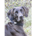 Halsband-Schmuck für Hunde, Silber