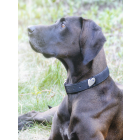 Halsband-Schmuck für Hunde Silber, groß