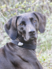 Halsband-Schmuck für Hunde, Silber