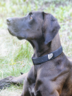 Halsband-Schmuck für Hunde Silber, groß