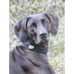 Halsband-Schmuck f&uuml;r Hunde, Silber